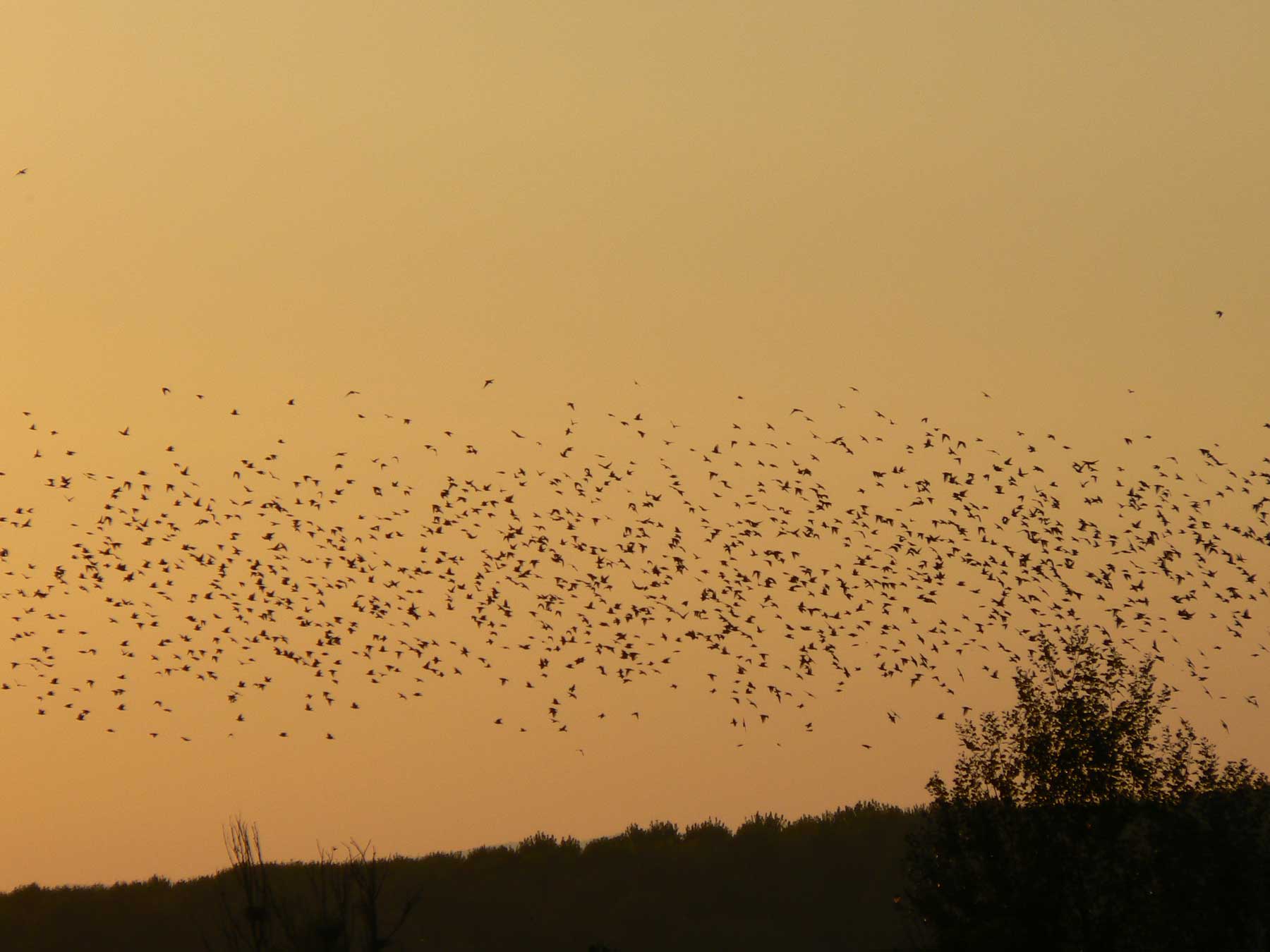 Flying starlings